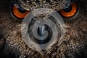 Owls Portrait. Owl eyes. - Image photo