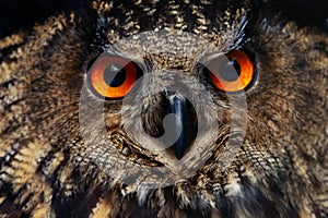 Owls Portrait. Owl eyes. - Image