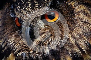 Owls Portrait. Owl eyes. - Image