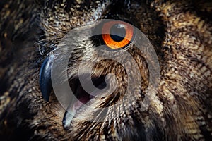 Owls Portrait. Owl eyes. - Image