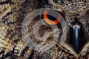 Owls Portrait. Owl eyes. - Image