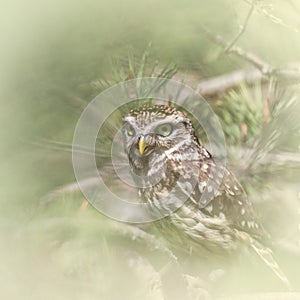 Owls, Pygmy owl Glaucidium passerinum on the tree branch, natural animal background, wildlife