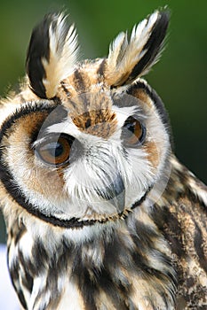 Owls (rhinoptynx clamator)