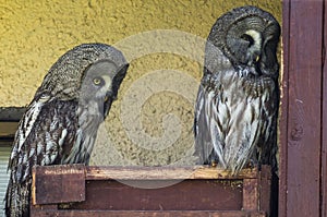 Owls in a Russian zoo.