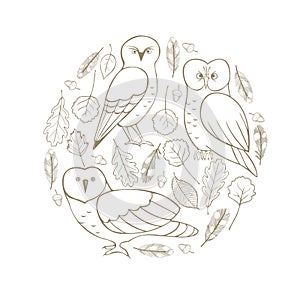 Owls set . Vector illustration
