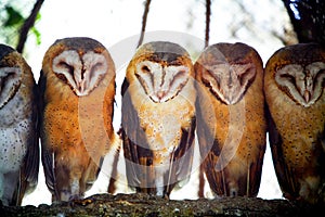 Owls on tree branch