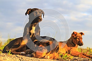 Owner abandoned puppies sleep among wild pitch