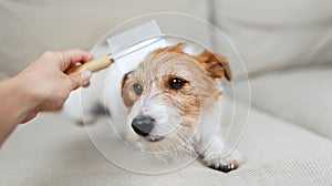 Owner brushing, combing her shedding dog's hair, pet care and grooming