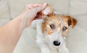 Owner checking and cleaning her healthy dog's ear, pet care banner