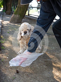 Owner cleaning up after the dog with plastic bag