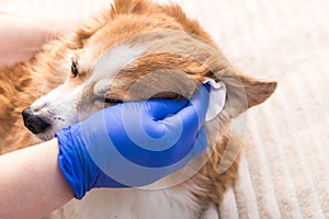 Owner cleans his dog`s ears with a cotton pad