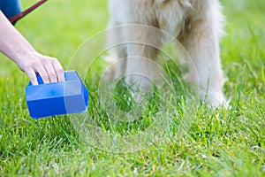 Owner Clearing Dog Mess With Pooper Scooper