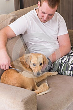 Owner combing his dog