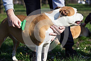 Owner combing his dog outdoors