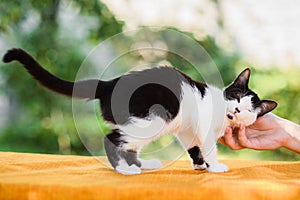 Owner cuddling cat in summer nature background