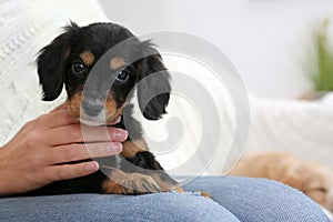 Owner with cute English Cocker Spaniel puppy, closeup. Space for text