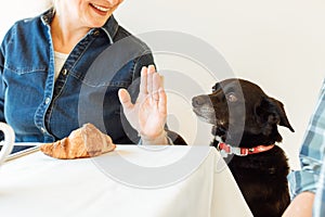 The owner does not allow the dog to scrounge a croissant from the table