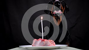 The owner of the dog lights a candle for her in honor of the birthday