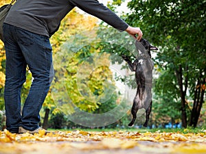 The owner of the dog to train. Bulldog funny jumped for a treat