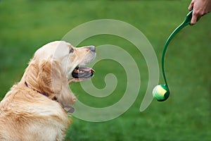 Owner Exercising Golden Retriever By Throwing Ball