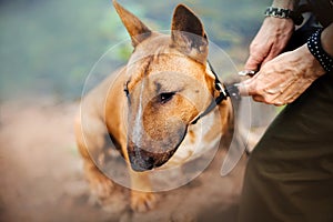 The owner fastens the leash to the collar of a cute ginger bull terrier puppy