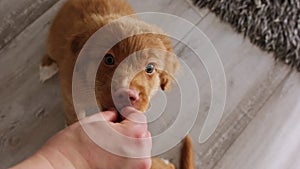 Owner Feeding Cute Little Puppies Toller Retriever Dog Breed