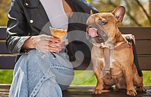 Owner feeding a dog with a treat on the bench in park. Cute brown puppy licking an ice cream cone outdoor