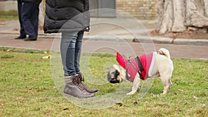 Owner feeding pet outdoors, encouraging smart dog for good tricks, wrinkly pug