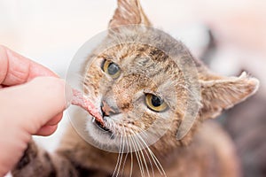 The owner feeds his home cat with sausage. Hungry cat eats sausage from the owner`s hand