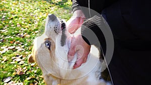 Owner fondles his dog Welsh Corgi Pembroke