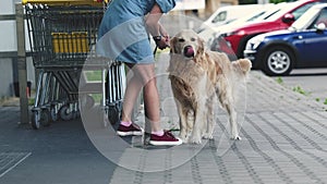 Owner girl picks up waiting golden retriever dog