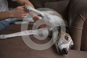 Owner gives belly or stomach rub to well behaved pet greyhound dog