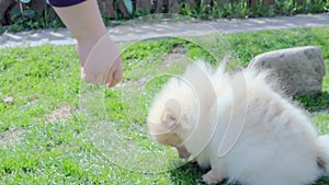 The owner gives the dog a Pomeranian puppy to lick her hand