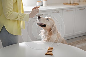 Owner giving dog biscuit to cute Golden Retriever in kitchen, closeup
