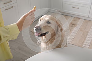 Owner giving dog biscuit to cute Golden Retriever in kitchen, closeup