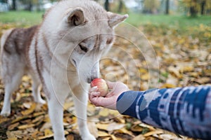 Owner is giving his dog apple. Dog is shocked and surprised.