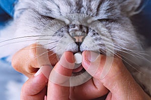 Owner giving a pill or tablet to his sick cat. Medicines for animals. Anthelmintic for pets photo