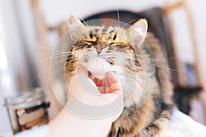 Owner hand caressing cute cat on table. Maine coon with funny emotions relaxing indoors. Person petting cat, sweet moment.