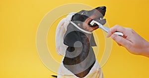 Owner hands brushing teeth of domestic dachshund in pyjama