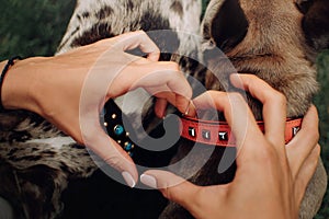 Owner hands in a heart shape above dogs in collars, top view close up