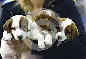 Owner hands holding three puppies of Jack Russel Terrier breed