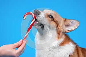 Owner hands a striped red and white candy stick to adorable Welsh corgi Pembroke or cardigan dog to lick, blue