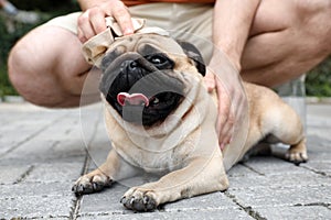 Owner helping his pug dog on street in hot day, closeup. Heat stroke prevention