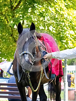 The owner is holding a beautiful thoroughbred horse covered with a blanket by the bridle