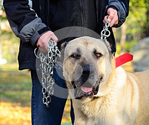 Owner holding big dog on chains