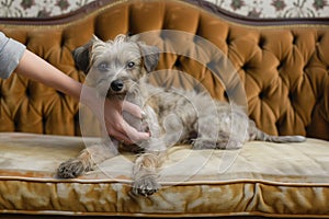 owner holding grimy puppy on a tufted victorian sofa