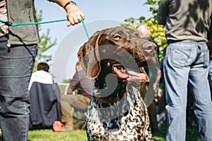 Owner holding his dog, brown hunting german shorthaired pointer, kurzhaar, photo