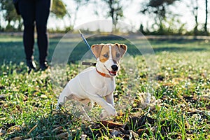 Owner keeps the dog Terrier Jack Russell on the collar rushing forward for a walk photo