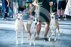 Owner keeps on leashes three whippets