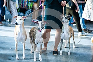 Owner keeps on leashes three whippets